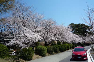 桜