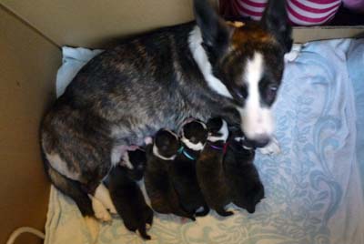 子犬とママ