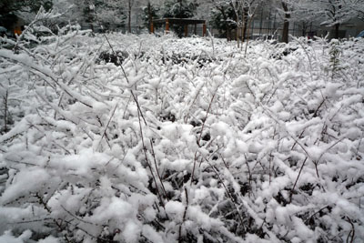 雪景色